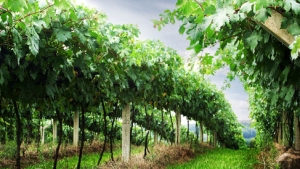Top Weinkellereien in der Region Pomorie